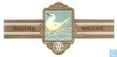 Witte stern (Gygis alba)