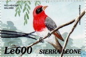 Vogels van Afrika