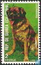 Chiens