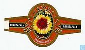 Gaillardia Glory