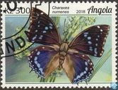 Papillon