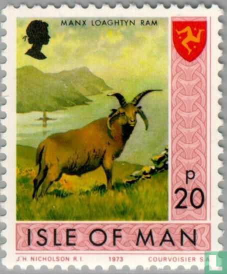 Manx Loaghtan ram