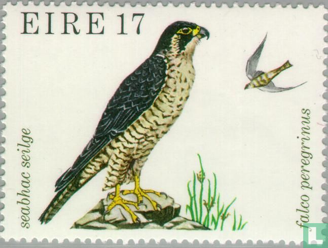 Wild birds