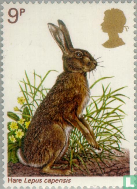 Hare