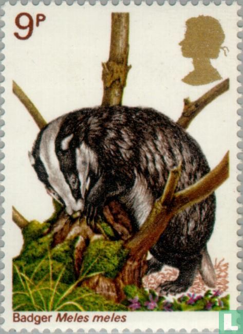 Dachs