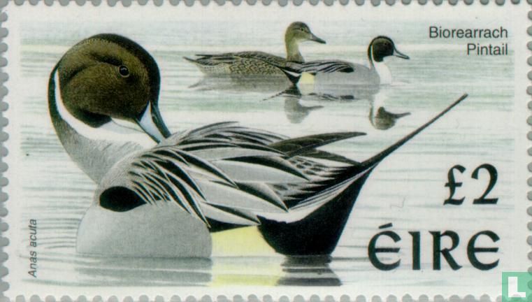 Pintail