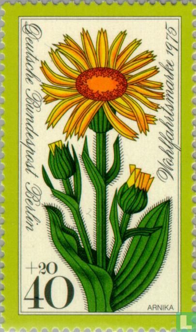 Alpine Flowers