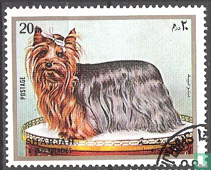 Hund