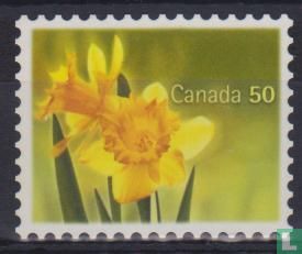 Daffodils