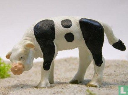 Calf portrait white with black dot