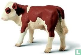 Brown veau blanc