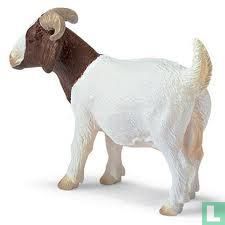 La chèvre Boer