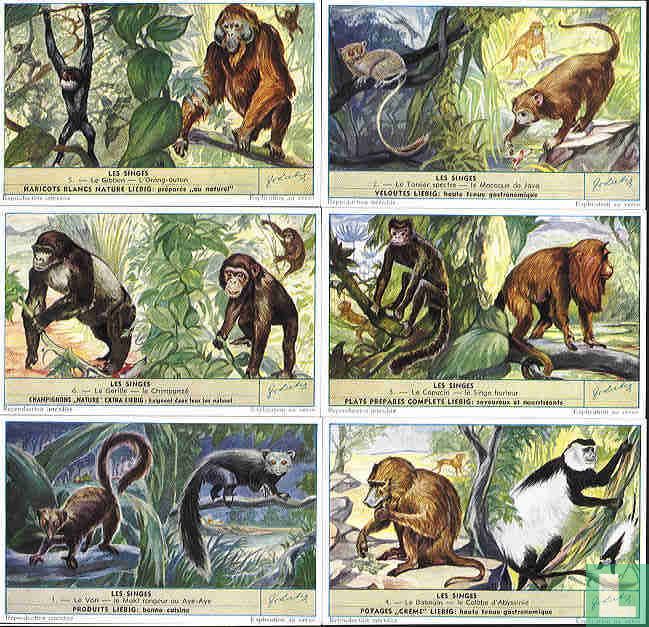 Les singes