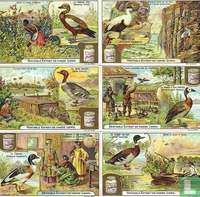 Enten