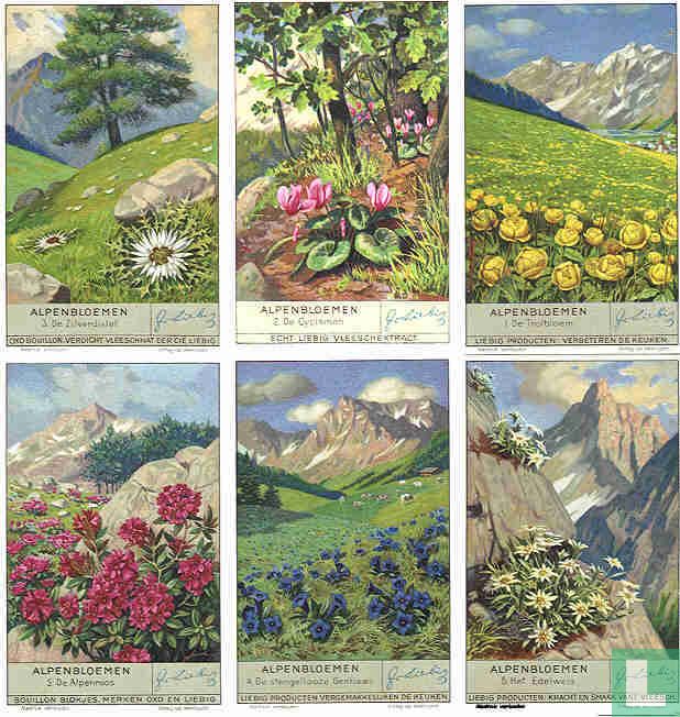 Alpenblumen 2 