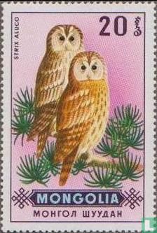 Roofvogels