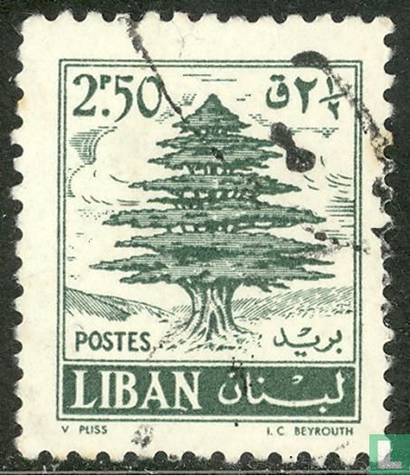 Cedar Tree