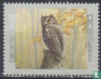 Eastern screech owl