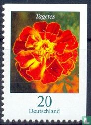 Tagetes