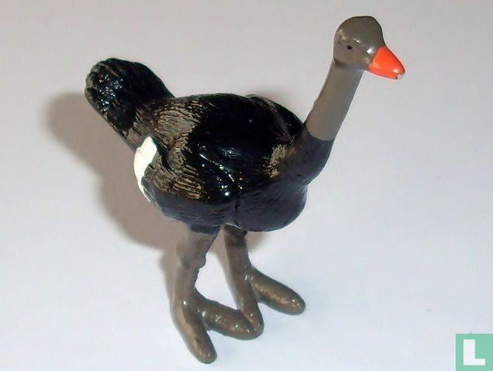 Struisvogel