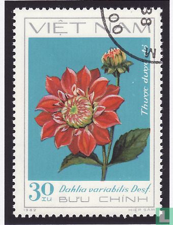 Dahlien