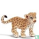 Young Leopard