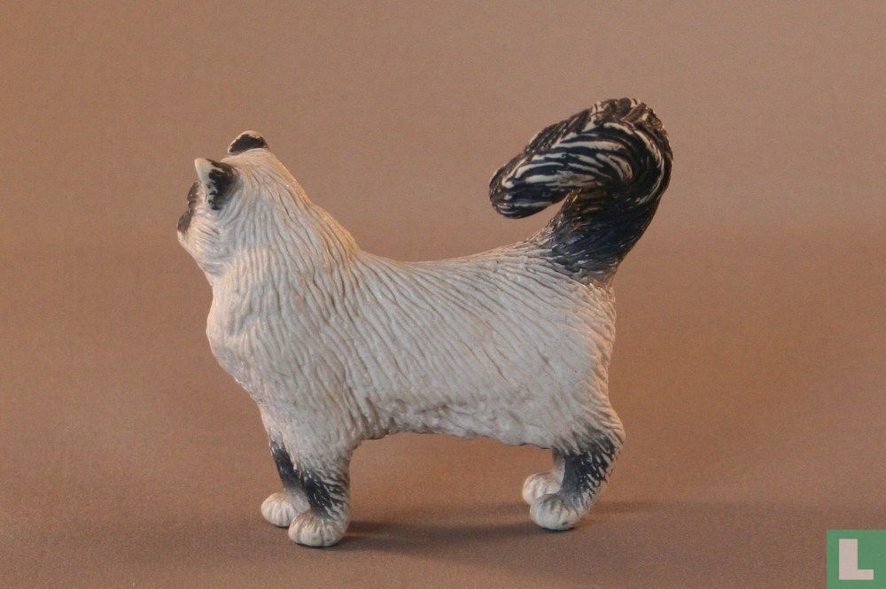 Burmese Cat