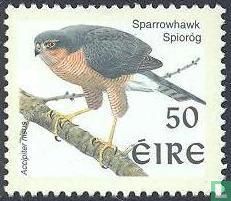 oiseaux