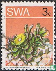 Wüstenflora