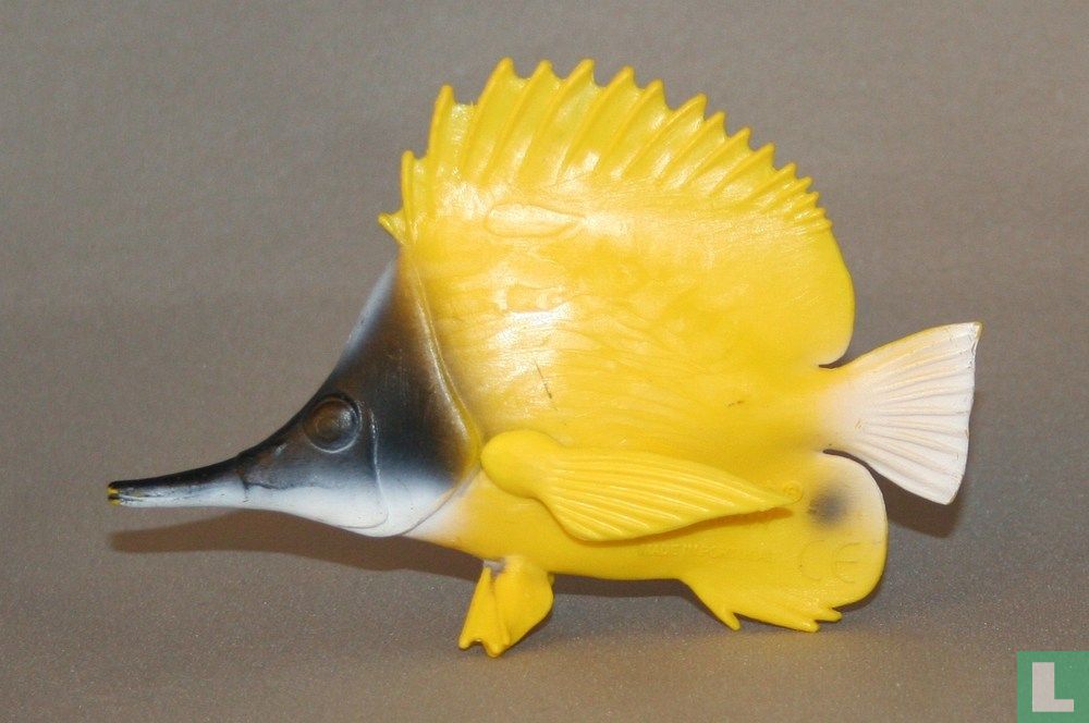 Forceps Butterfly Fish