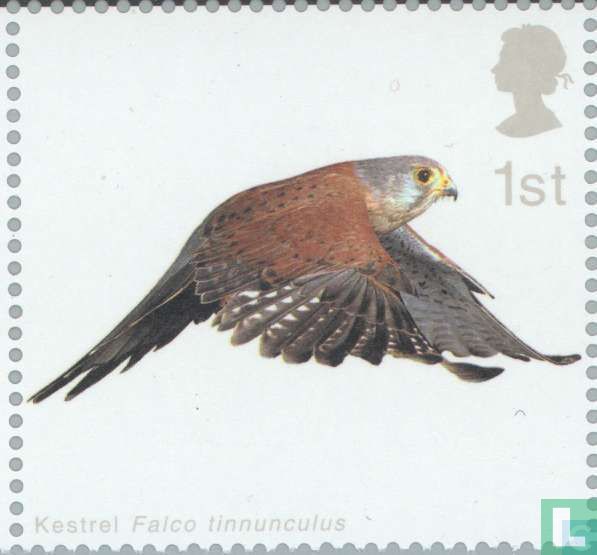 Oiseaux de proie