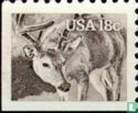 White-tailed deer