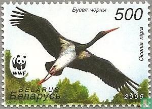Black Stork