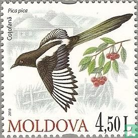 Oiseaux