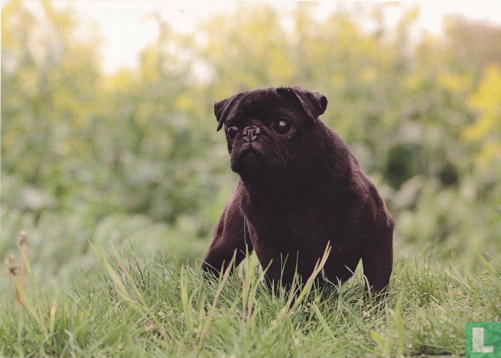 Pugs