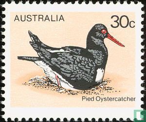 Australischer Austernfischer