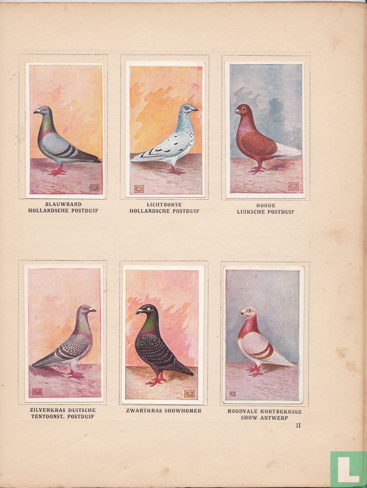 Onze duiven in woord en beeld 