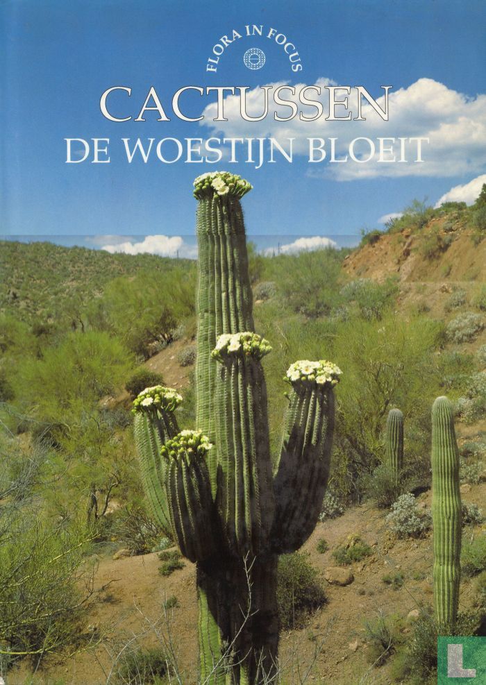 Cactussen de woestijn bloeit