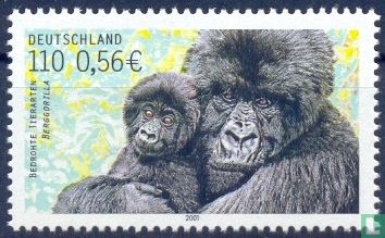 Mountain gorilla