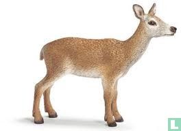 Red Deer