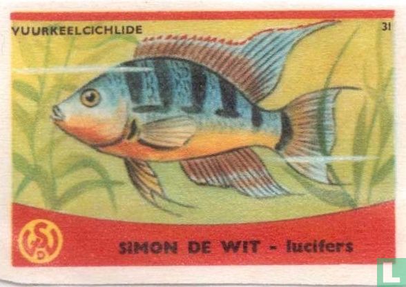 Vuurkeelcichlide