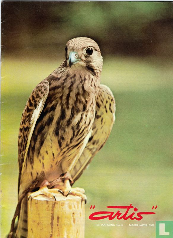 Artis 6