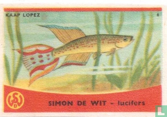 Kaap lopez