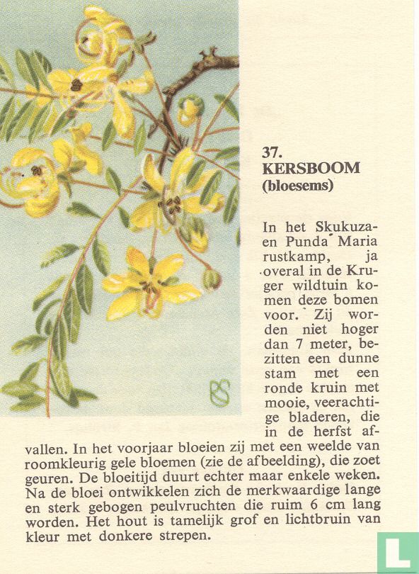 Kersboom