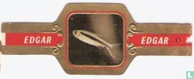 [Zilver-tetra]