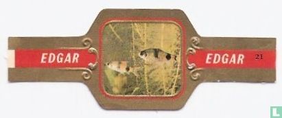 [Poissons 21]