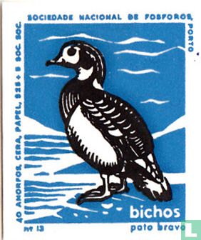 Pato bravo (Wilde eend)