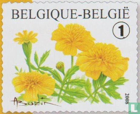Tagetes patula