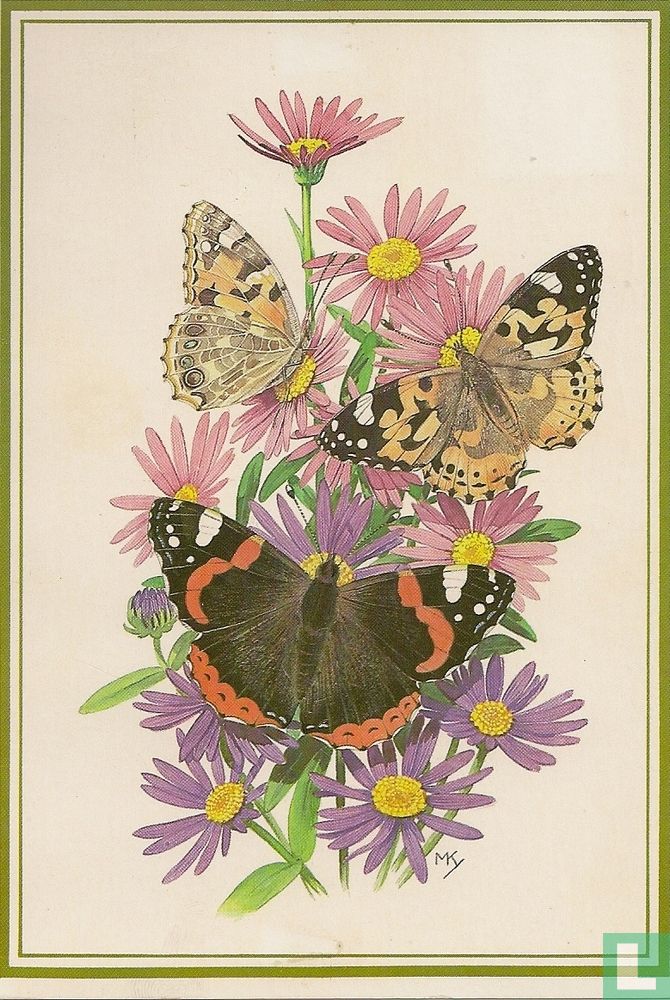 Distelvlinders, Asters, Atalanta
