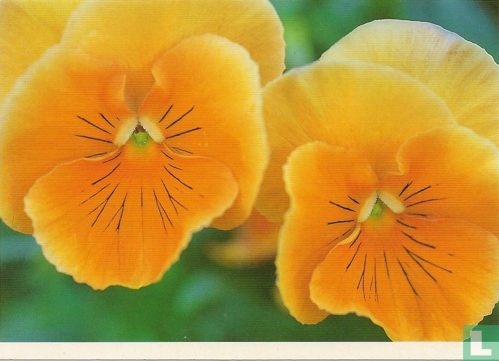 2000-01-3 Violen